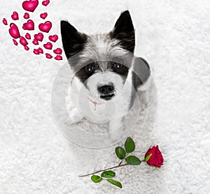 Contento San Valentino il cane 