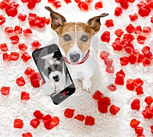 Happy valentines dog selfie