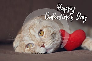 Happy Valentineâ€™s Day card. Cute scottishfold cat with red heart