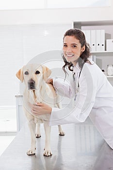 Happy vet examining a cute dog