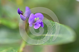 Happy wanderer Hardenbergia violacea flower