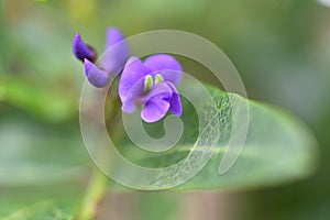 Happy wanderer Hardenbergia violacea flower photo