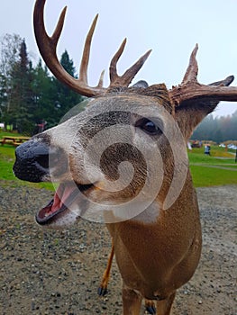 Happy wapiti with big Woods on the omega parc of montreal