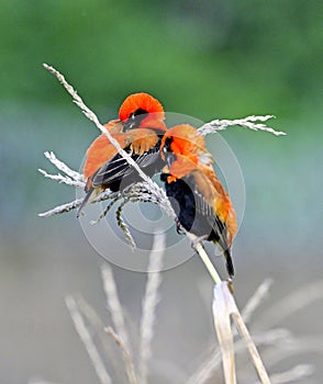 Happy weaver birds