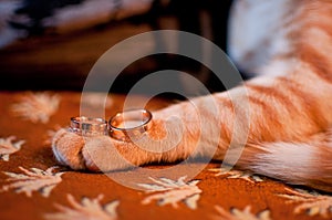 Happy wedding wedding rings betrothal cat photo