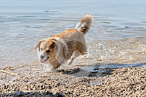 Happy Welsh Corgi dog playing and jumping in the water on the beach