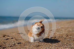 Happy Welsh Corgi Pembroke dog at the beach
