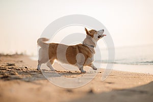 Happy welsh corgi pembroke dog at beach