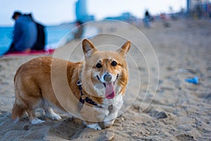 Happy welsh corgi pembroke dog at beach at sunset with tongue out and warm natural light