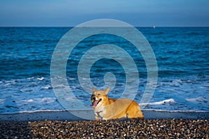 Happy welsh corgi pembroke dog at beach at sunset with tongue out and warm natural light