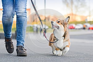 Happy welsh corgi pembroke dog portait on a leash during a walk in the city center, focused on the owner