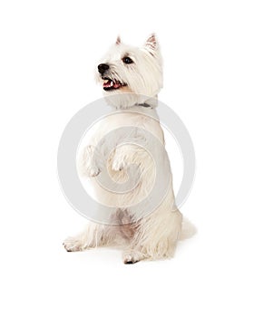 Happy West Highland Terrier Dog Begging