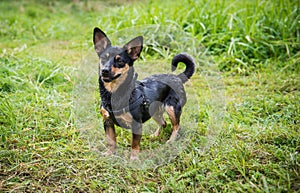 Happy wet dog