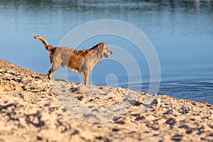 Happy wet dog standing on the lake beach
