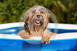 Happy wet havanese dog relies in an inflatable pool