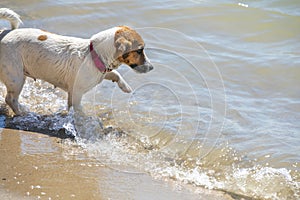 Happy wet jack russell terrier catching fish in the sea, horizontal format