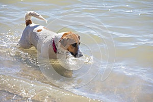 Happy wet jack russell terrier looking for fish in the sea, rest, horizontal format