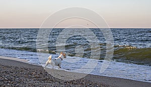 Happy wet jack russell terrier is played with waves by the sea in the evening, horizontal
