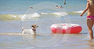 Happy wet jack russell terrier playing in the sea with a girl, rest, horizontal format