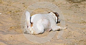 Happy wet jack russell terrier wallows in the sand from happiness on a sunny day. horizontal