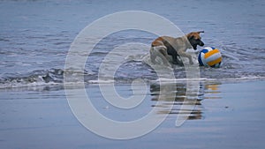 Happy wet puppy jumping on the seashore and playing with coloured ball. Small brown dog with flaps wagging his tail and