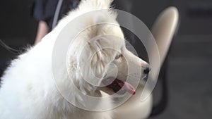 happy whiet frindly dog sitting on the table in grooming salon