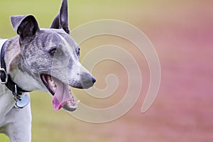 Happy whippet dog with lolling tongue