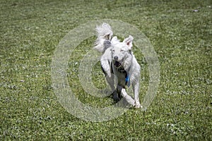 Happy white Border Collie dog running over grass