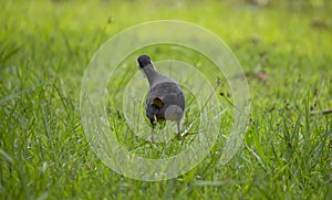 happy white breasted waterhen walking in a meadow