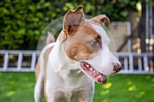 Happy white brown mix dog playing on green gras meadow in the Garden