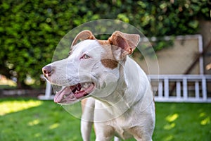 Happy white brown mix dog playing on green gras meadow in the Garden