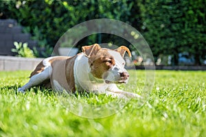 Happy white brown mix dog playing on green gras meadow in the Garden