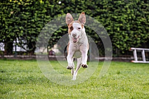 Happy white brown mix dog playing on green gras meadow in the Garden