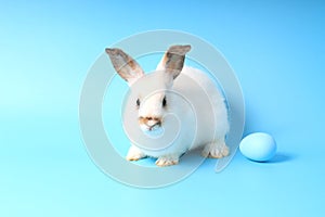 Happy white bunny rabbit with blue painted Easter egg on blue background. celebrate Easter holiday and spring coming concept