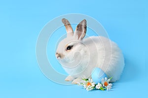 Happy white bunny rabbit with painted Easter egg and daisy flower on blue background. celebrate Easter holiday and spring coming