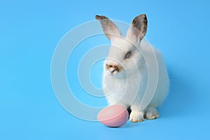 Happy white bunny rabbit with painted pink Easter egg on blue background. Celebrate Easter holiday and spring coming concept