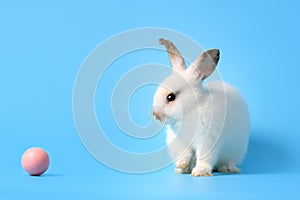 Happy white bunny rabbit with painted pink Easter egg on blue background. Celebrate Easter holiday and spring coming concept