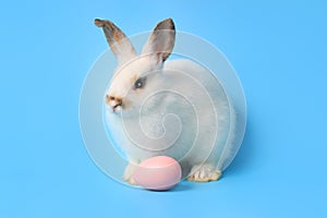 Happy white bunny rabbit with painted pink Easter egg on blue background. Celebrate Easter holiday and spring coming concept