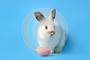 Happy white bunny rabbit with painted pink Easter egg on blue background. Celebrate Easter holiday and spring coming concept