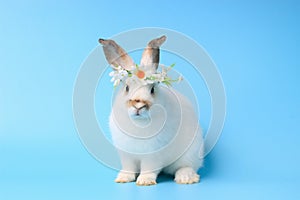 Happy white bunny rabbit wearing daisy flower crown on blue background. Celebrate Easter holiday and spring coming concept