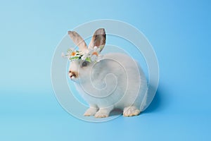 Happy white bunny rabbit wearing daisy flower crown on blue background. Celebrate Easter holiday and spring coming concept