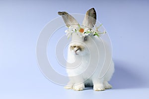 Happy white bunny rabbit wearing daisy flower crown on blue background. Celebrate Easter holiday and spring coming concept