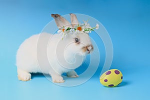 Happy white bunny rabbit wearing diasy flower crown with painted Easter egg on blue background. Celebrate Easter holiday and