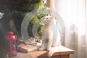 Happy white  cat plays with a Christmas toy. New year season, holidays and celebration. Naughty cute kitten near fir tree