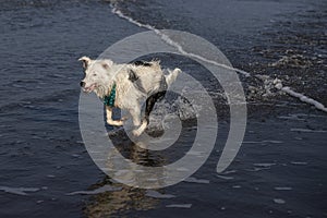 Happy almost white dog running and playing on the beach