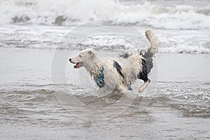 Happy almost white dog running and playing on the beach