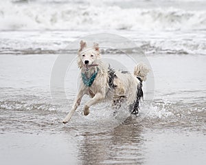 Happy almost white dog running and playing on the beach