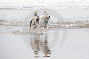 Happy almost white dog running and playing on the beach