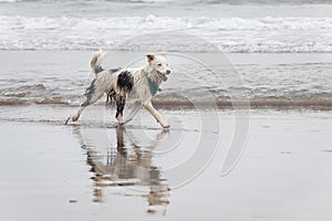 Happy almost white dog running and playing on the beach