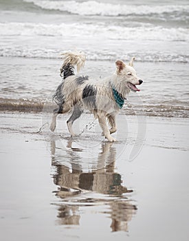 Happy almost white dog running and playing on the beach